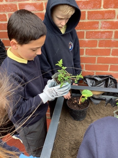 A boy prepares to plant a plant into soil, while another watches. 